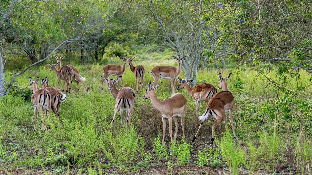 Photo of Outdoor in Hluhluwe