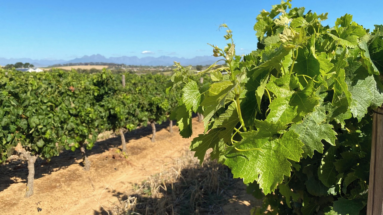 Photo of Outdoor in Durbanville