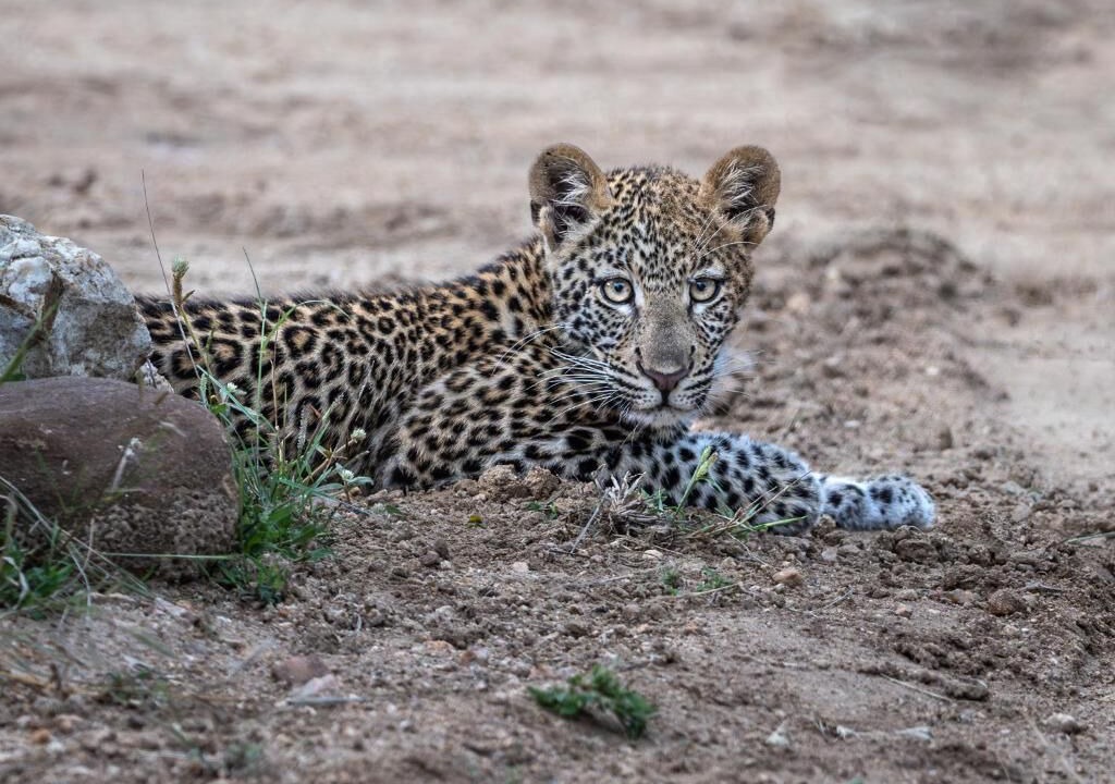 Photo of Others in Thorny Bush Game Reserve