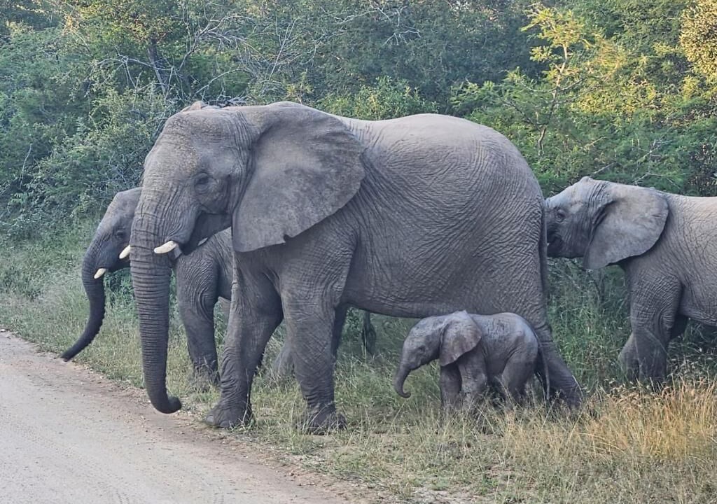 Photo of Others in Thorny Bush Game Reserve