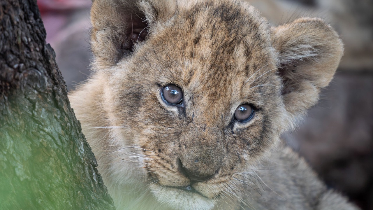 Photo of Others in Thorny Bush Game Reserve