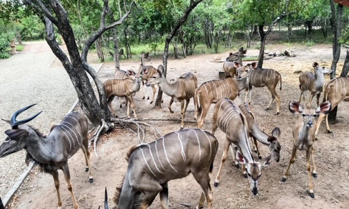 Photo of Outdoor in Marloth Park