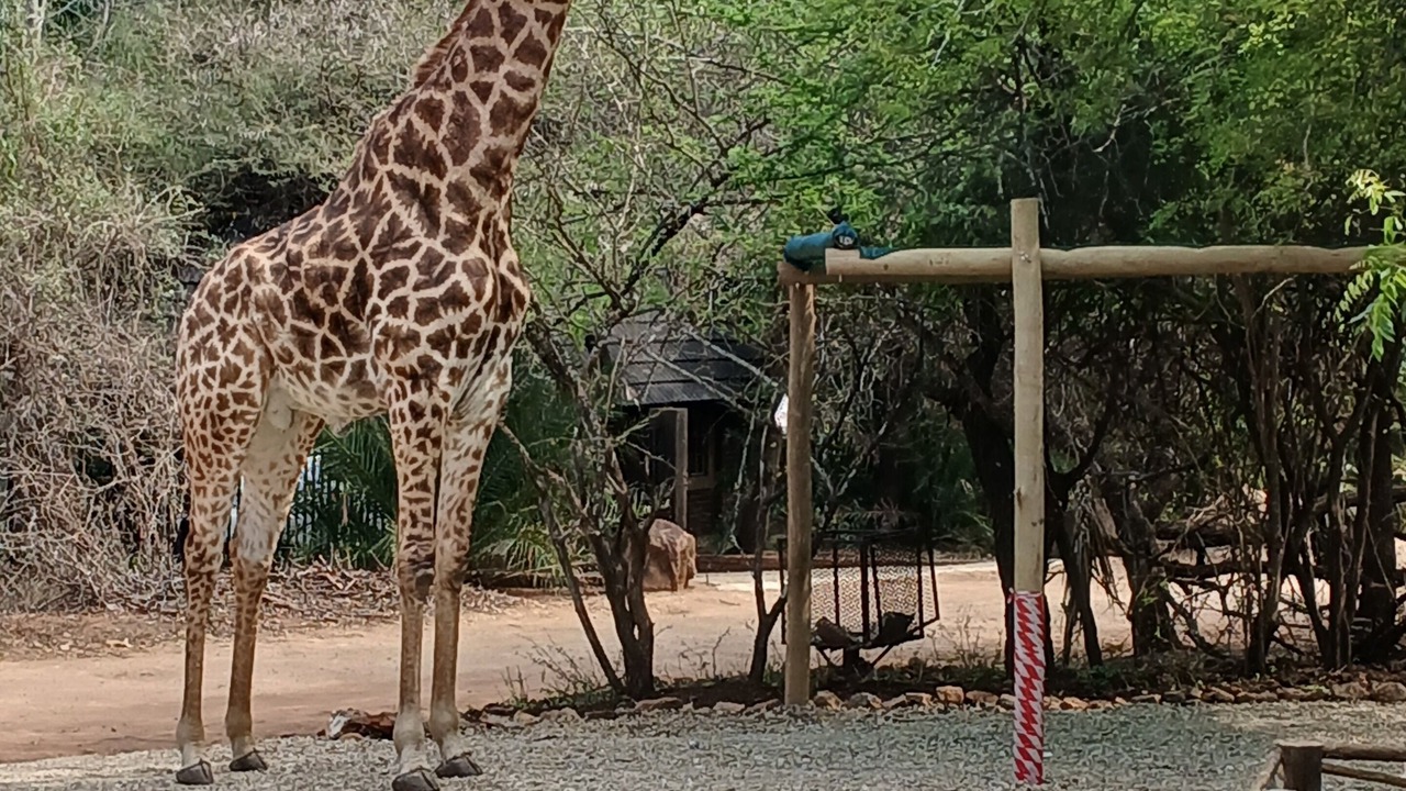 Photo of Outdoor in Marloth Park