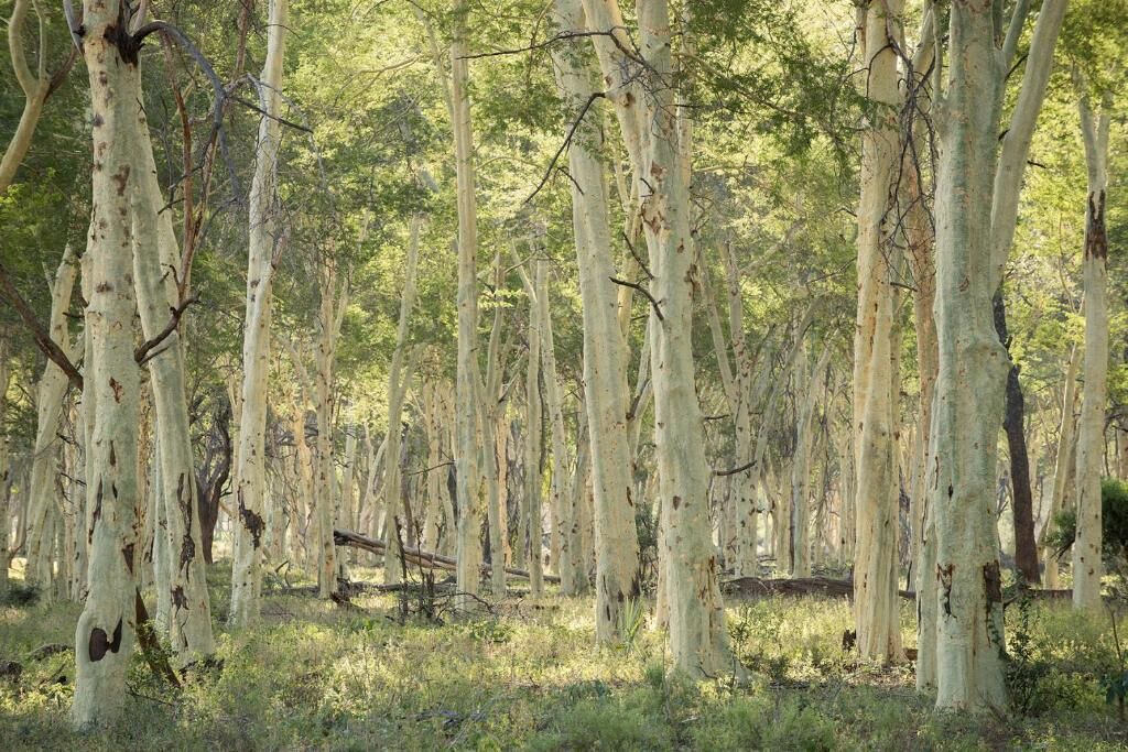 Photo of Outdoor in Kruger National Park