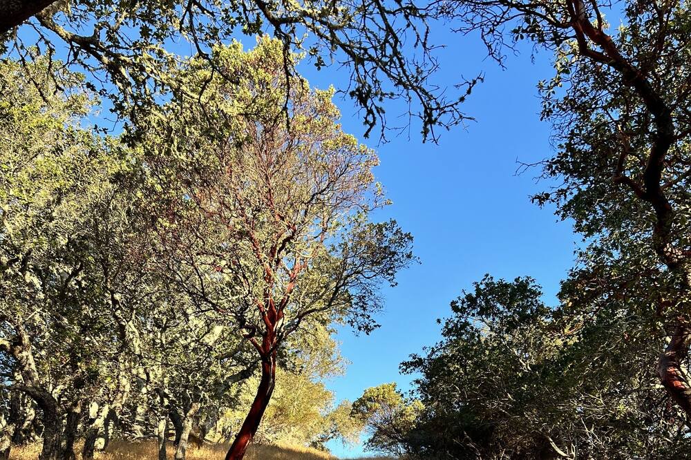 Photo of Outdoor in Novato