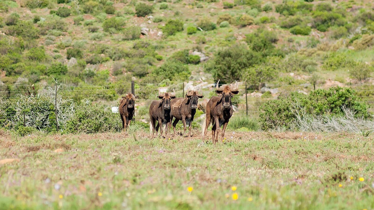 Photo of Others in Garden Route District Municipality