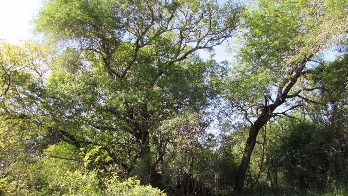 Photo of Others in Thorny Bush Game Reserve