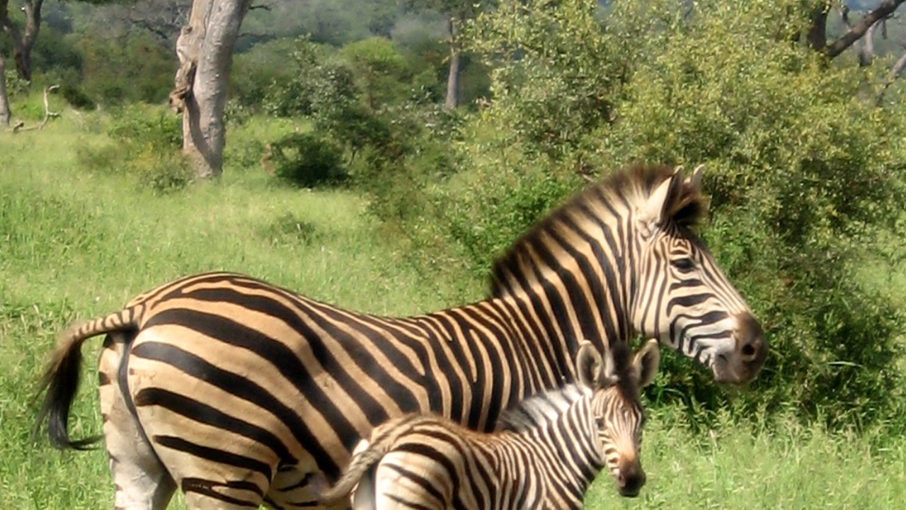 Photo of Outdoor in Thorny Bush Game Reserve