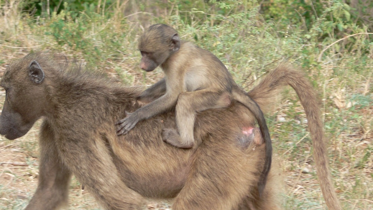 Photo of Others in Thorny Bush Game Reserve