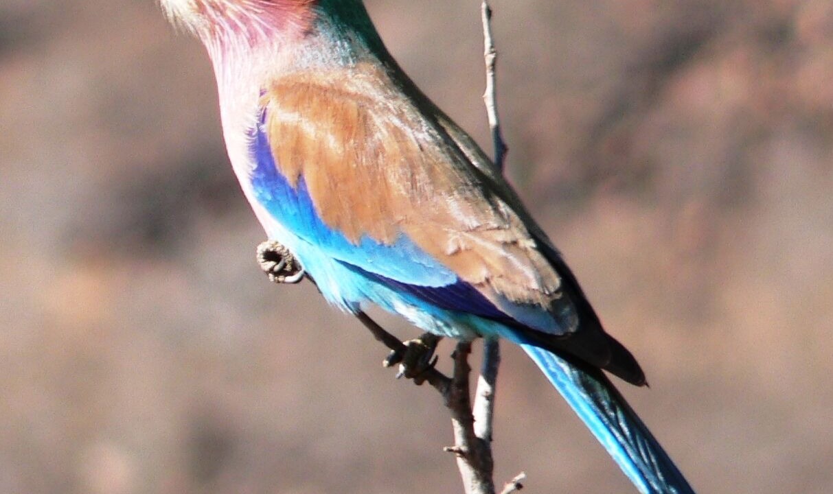 Photo of Others in Thorny Bush Game Reserve