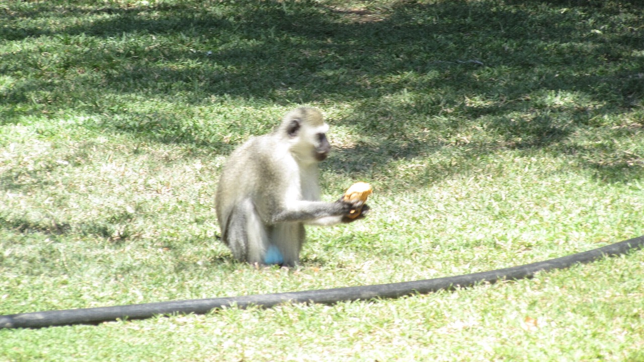Photo of Others in Thorny Bush Game Reserve