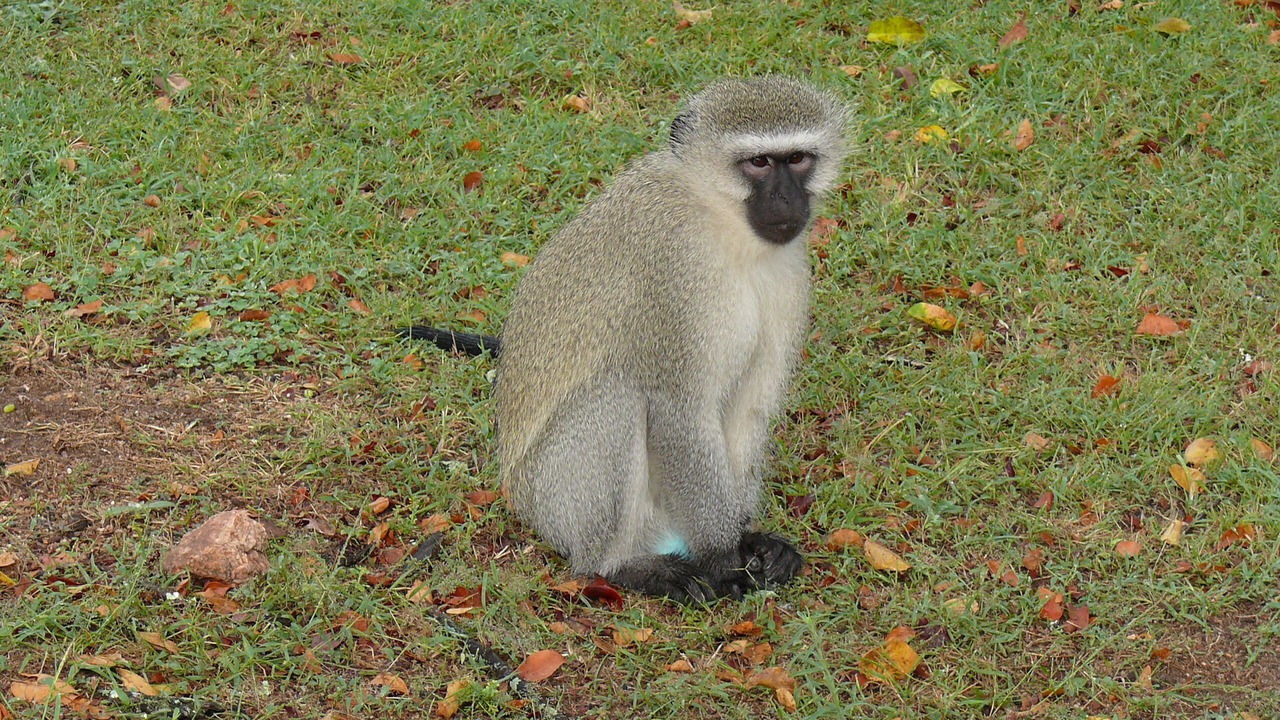 Photo of Others in Thorny Bush Game Reserve