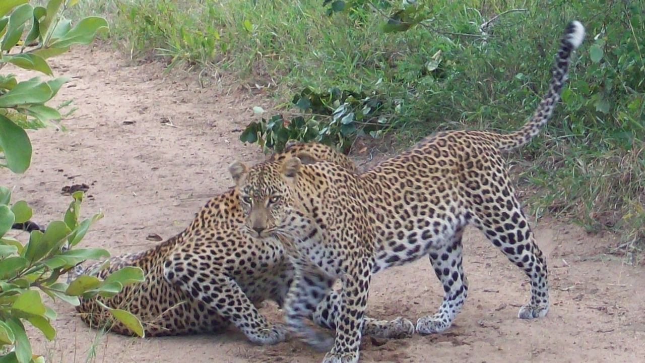 Photo of Others in Thorny Bush Game Reserve