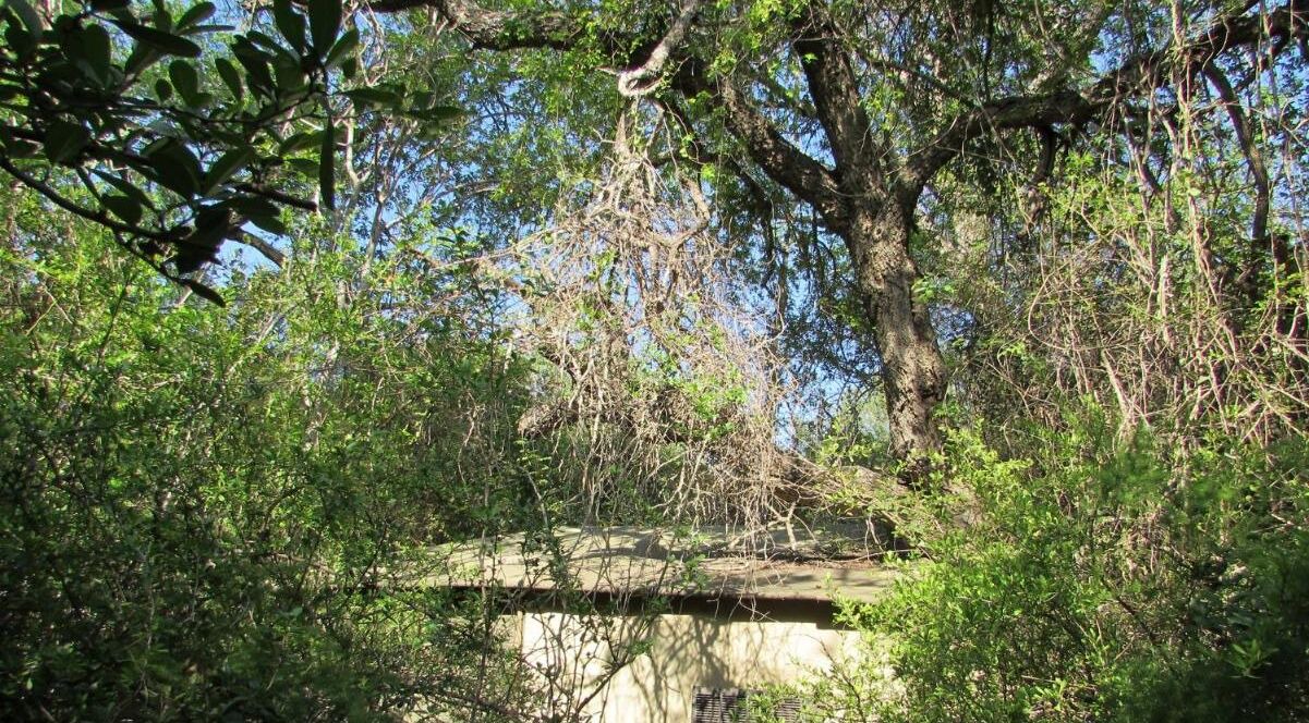 Photo of Outdoor in Thorny Bush Game Reserve