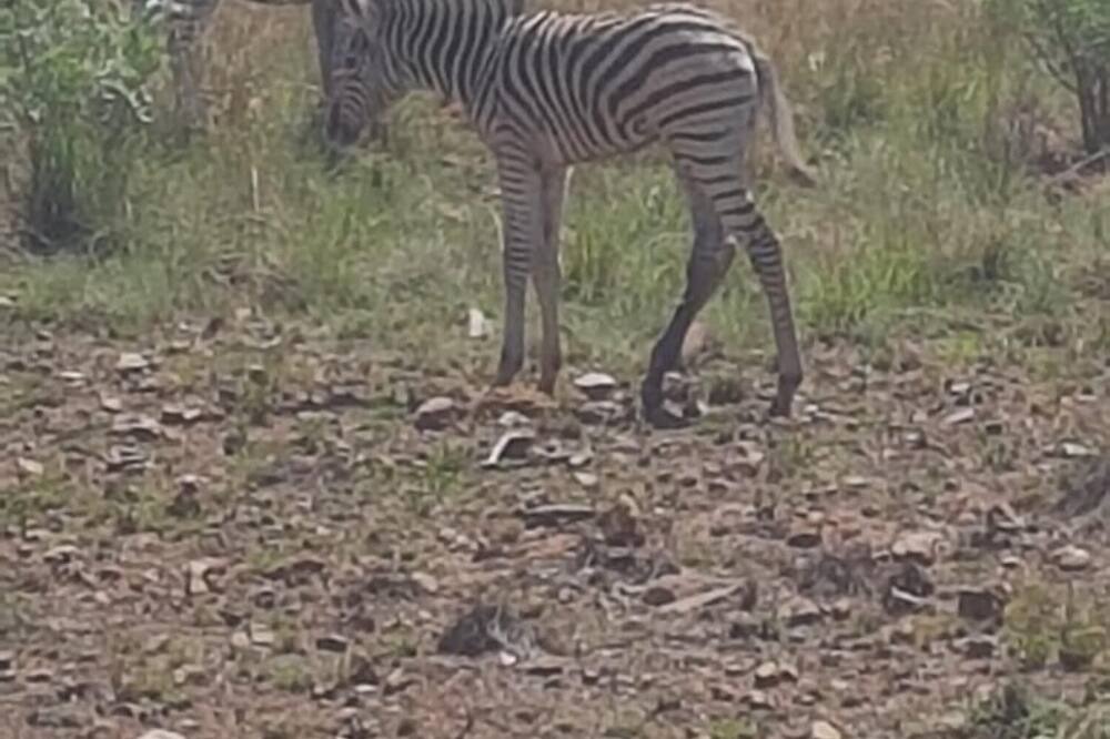 Photo of Others in Hammanskraal