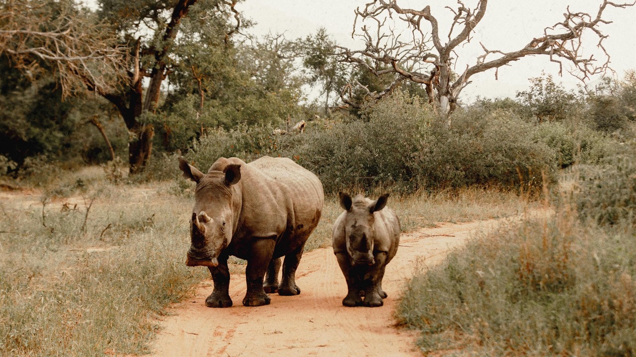 Photo of Others in Hoedspruit