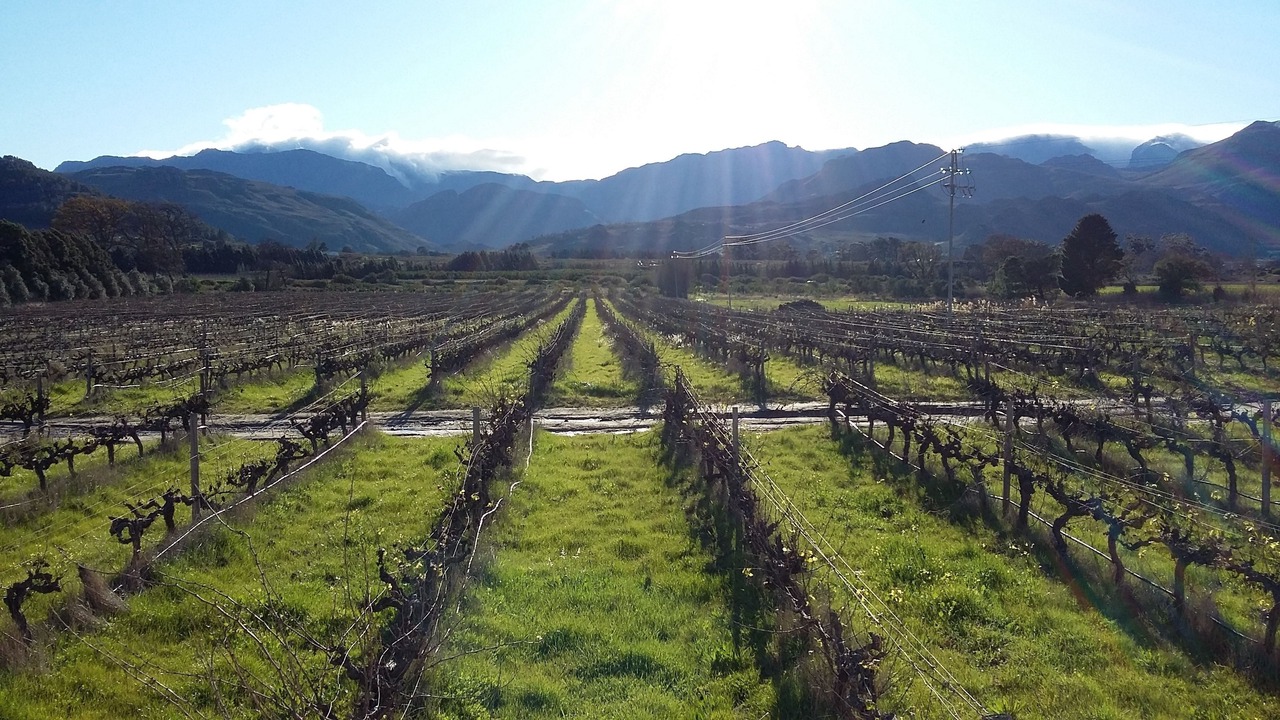 Photo of Others in Cape Winelands
