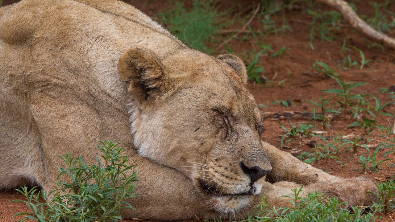 Photo of Others in Madikwe Game Reserve