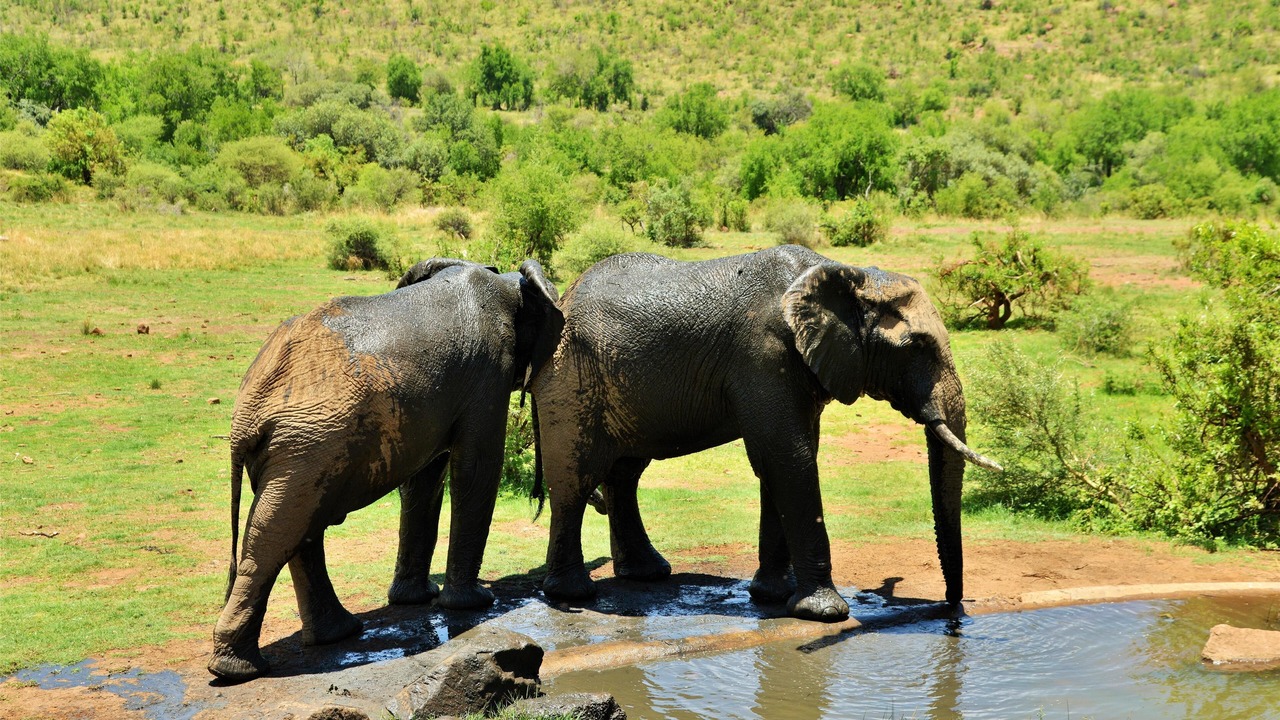 Photo of Others in Pilanesberg National Park