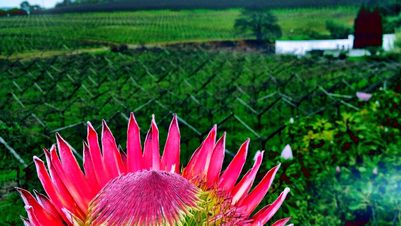 Photo of Outdoor in Paarl