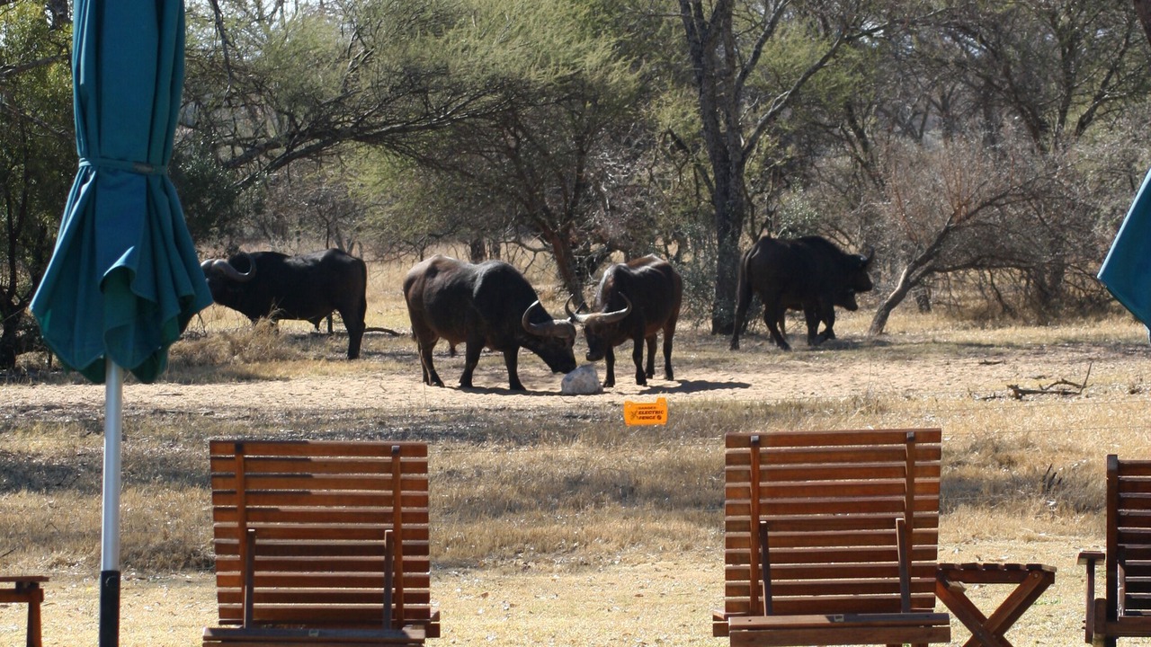 Photo of Outdoor in Beestekraal