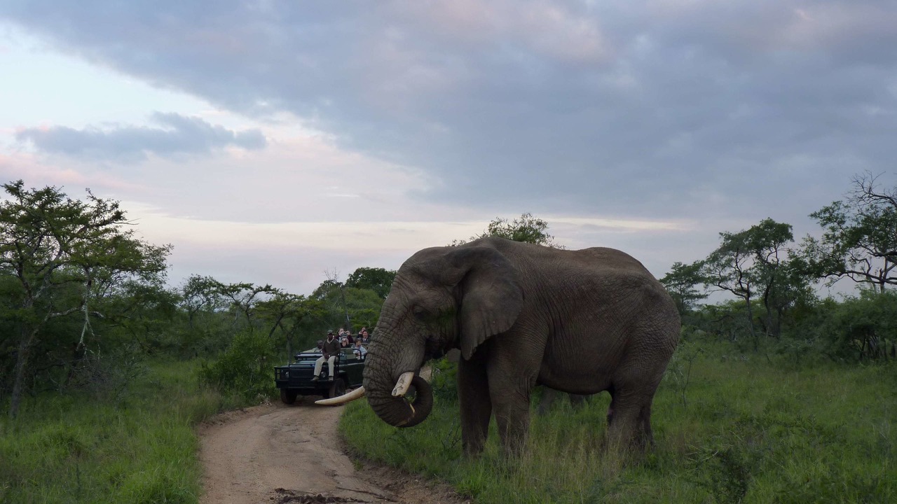 Photo of Others in Kruger National Park