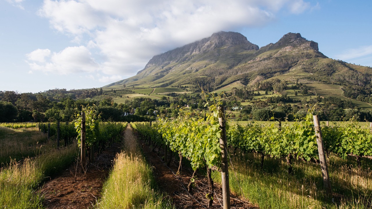 Photo of Others in Cape Winelands
