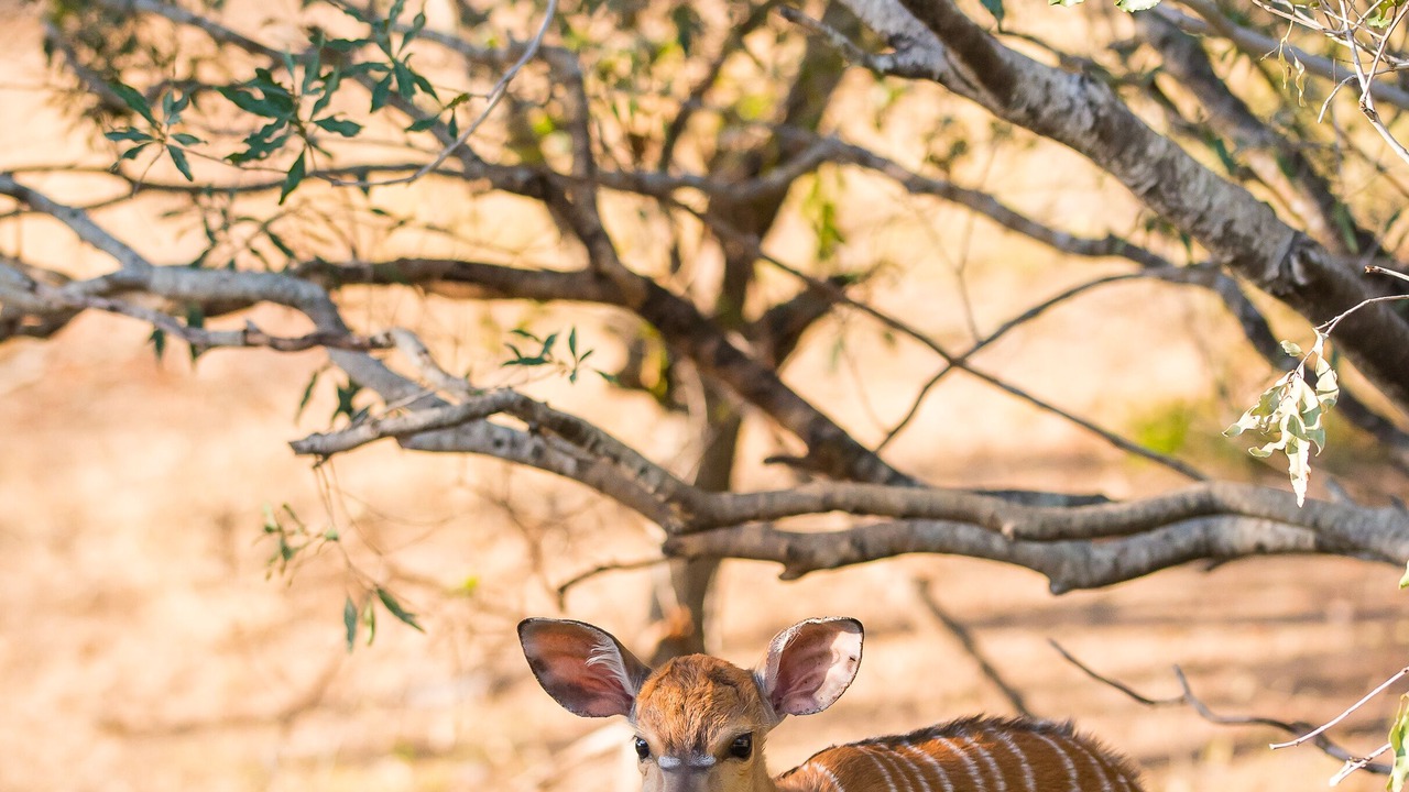 Photo of Outdoor in Thorny Bush Game Reserve