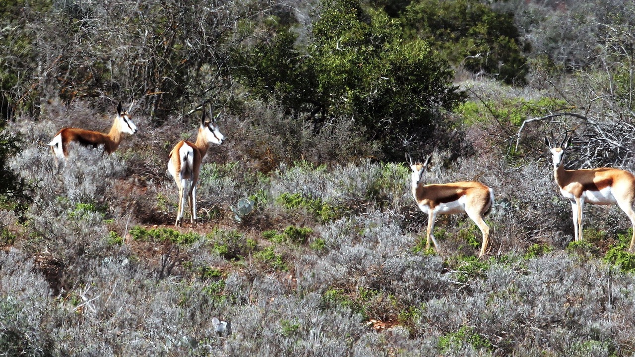 Photo of Others in Schoemanshoek