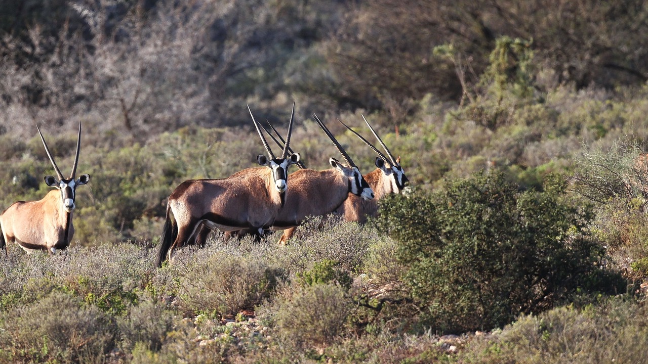 Photo of Others in Schoemanshoek