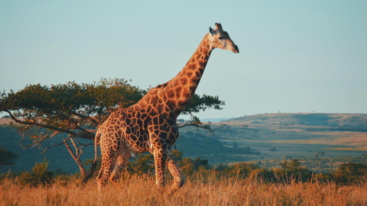Photo of Outdoor in Carletonville