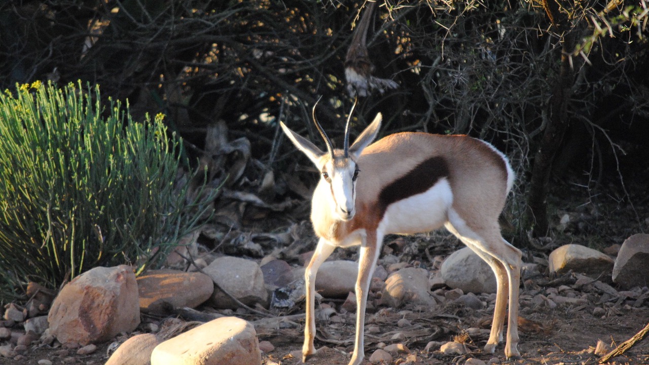 Photo of Others in Oudtshoorn
