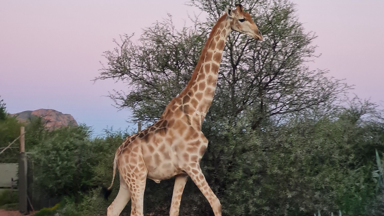 Photo of Outdoor in Oudtshoorn