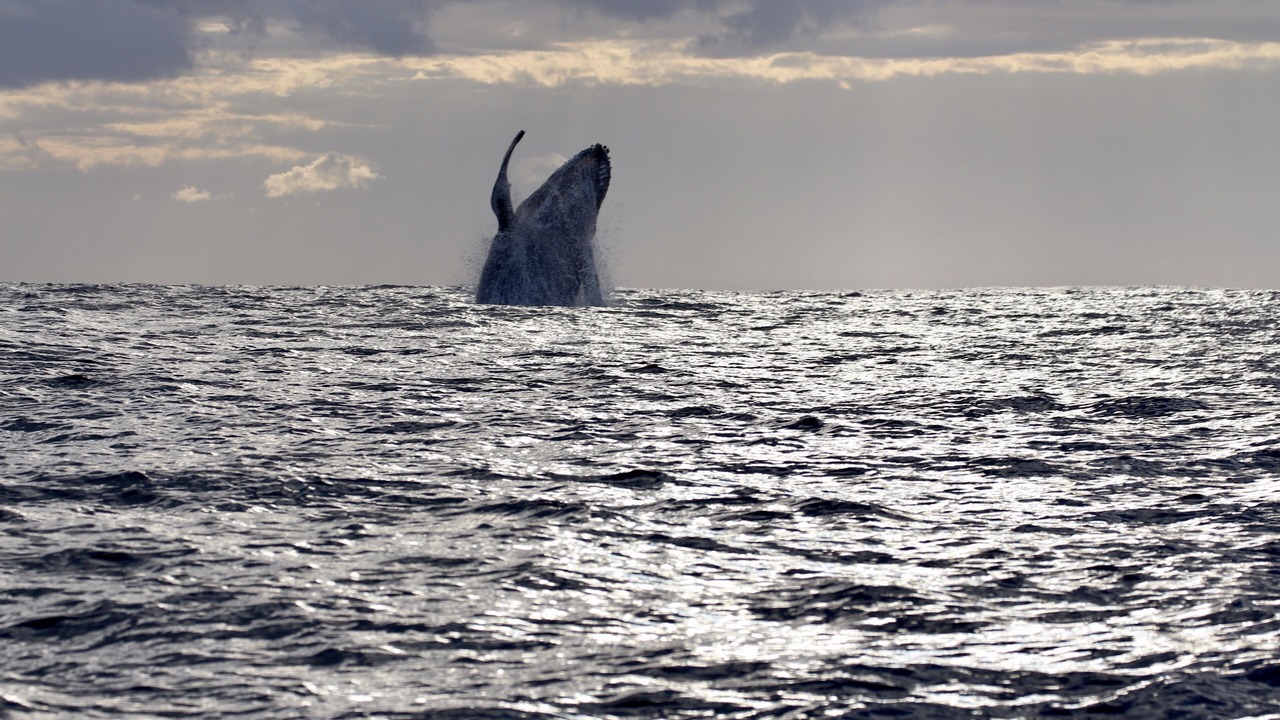 Photo of Others in St. Lucia