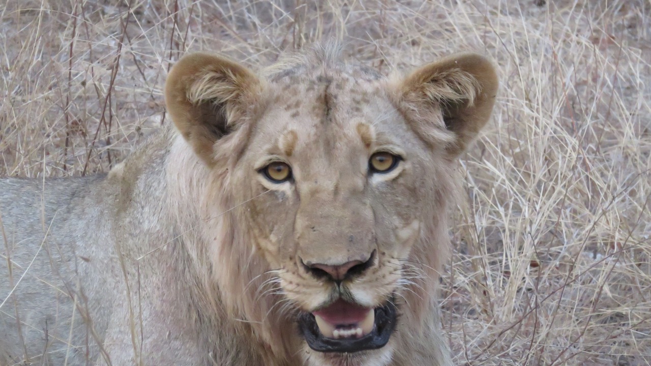 Photo of Others in Maruleng