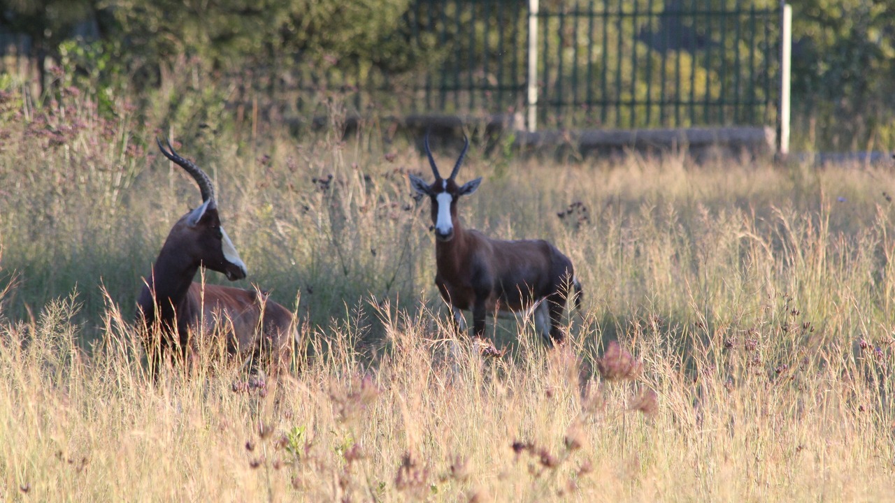 Photo of Outdoor in Greater Johannesburg Metropolitan Area