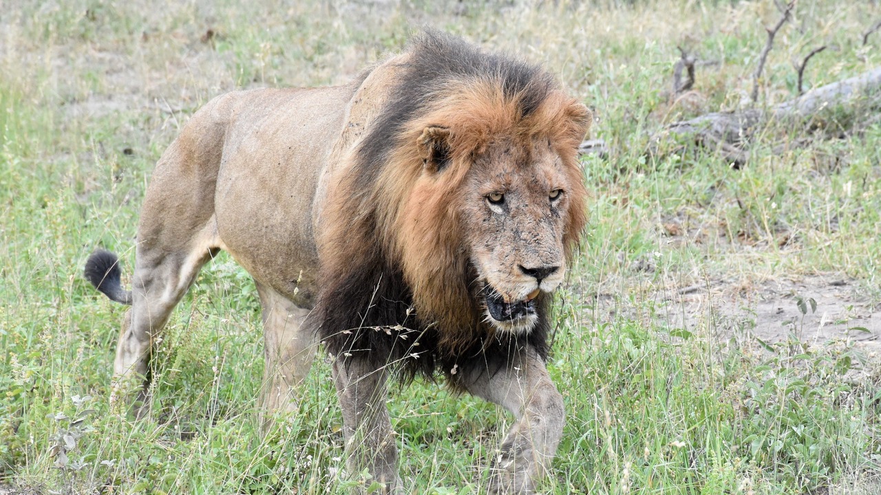 Photo of Others in Kruger National Park