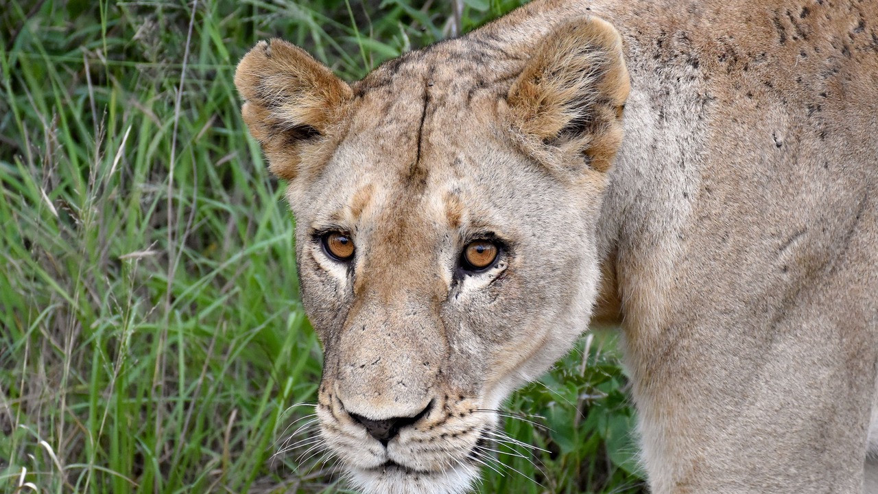 Photo of Others in Kruger National Park