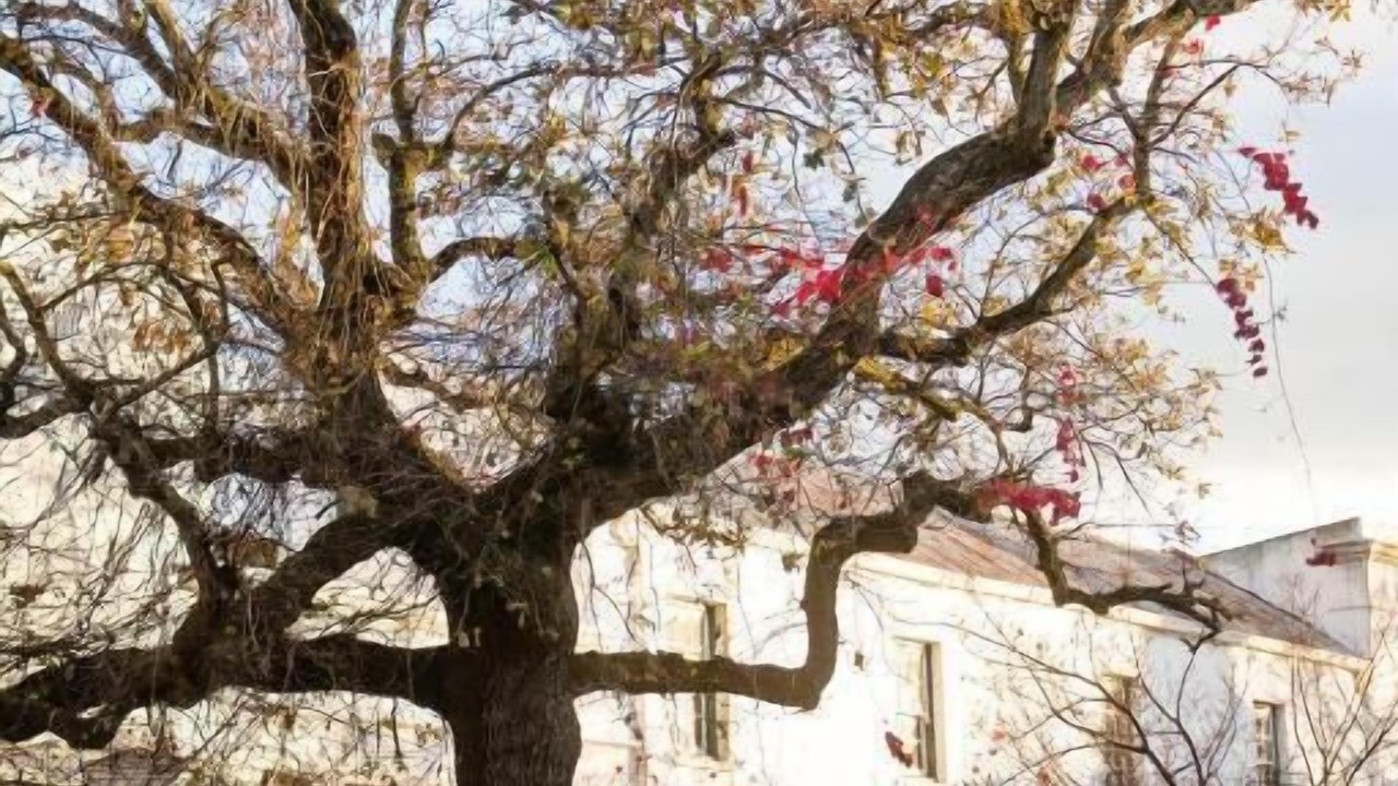 Photo of Others in Stellenbosch Central