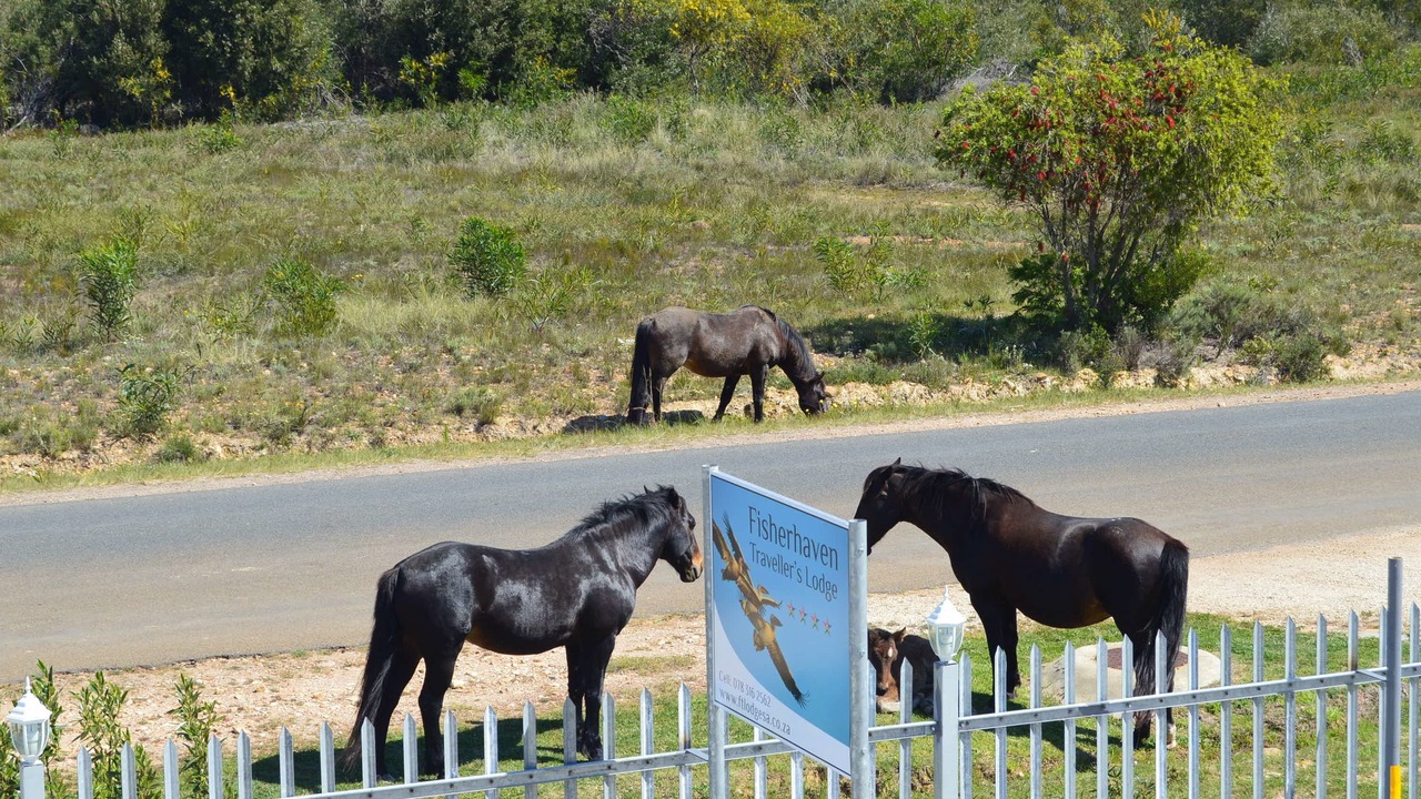 Photo of Others in Fisherhaven