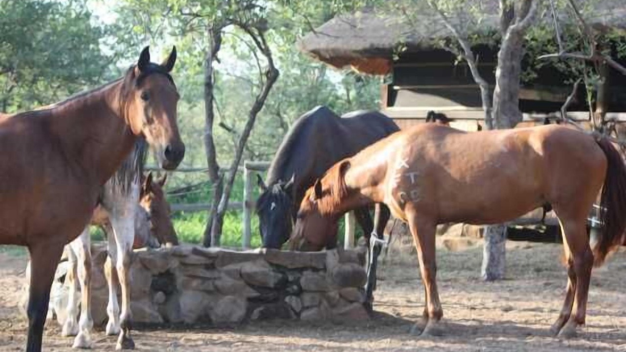 Photo of Others in Hoedspruit