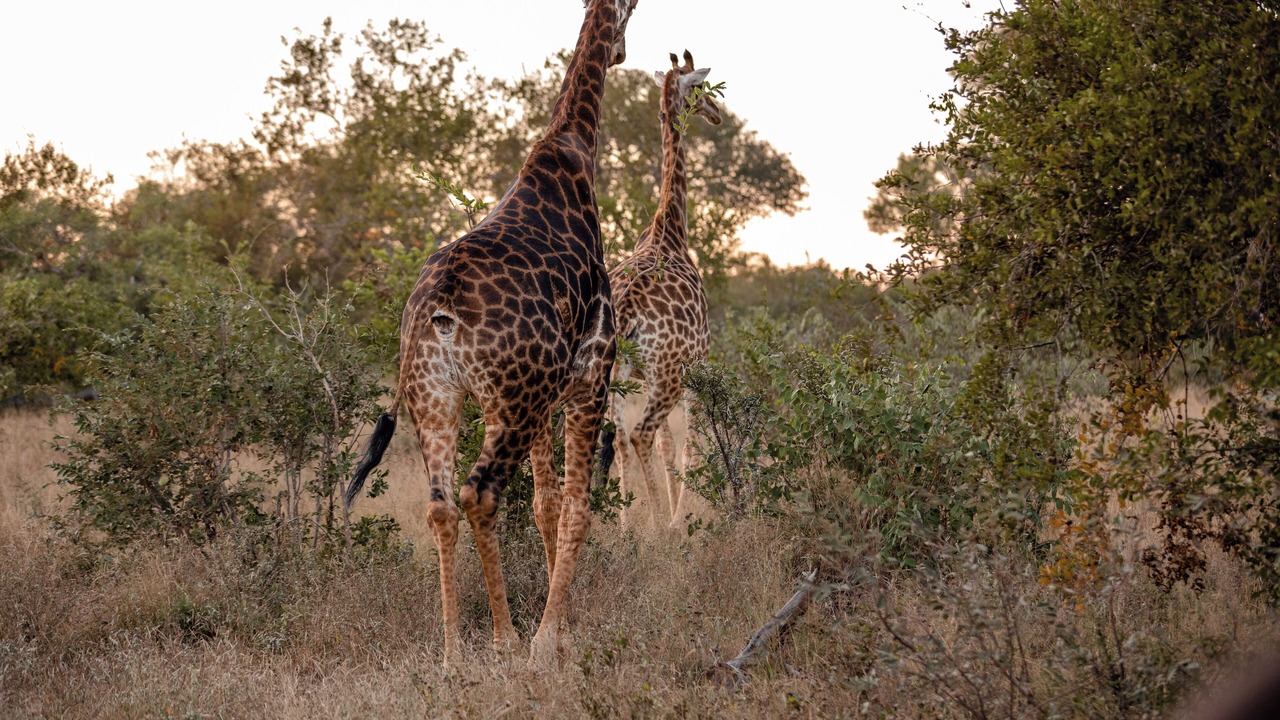 Photo of Others in Thorny Bush Game Reserve