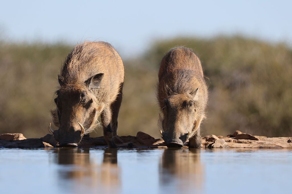 Photo of Others in Madikwe Game Reserve