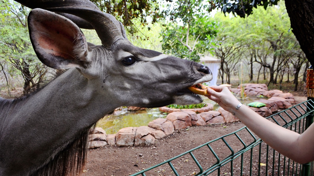 Photo of Others in Marloth Park