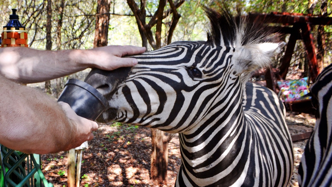 Photo of Others in Marloth Park
