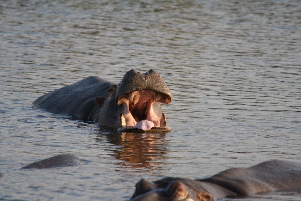 Photo of Others in Rooiberg
