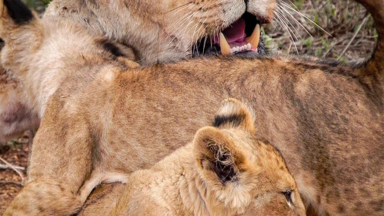 Photo of Others in Kruger National Park