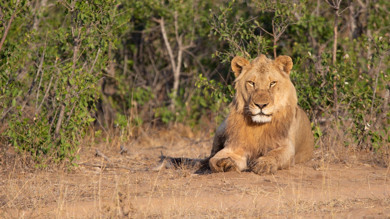 Photo of Others in Kruger National Park