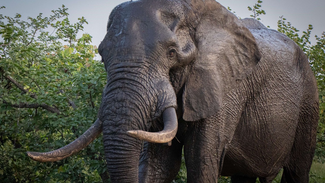 Photo of Others in Kruger National Park
