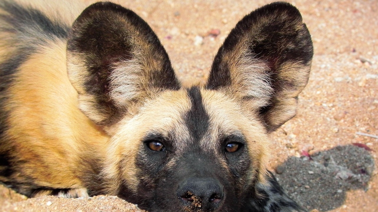 Photo of Others in Kruger National Park